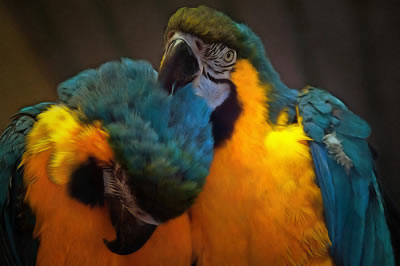 Online jigsaw puzzle - Game 6 - Parrots