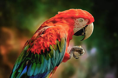 Online jigsaw puzzle - Game 7 - Parrots