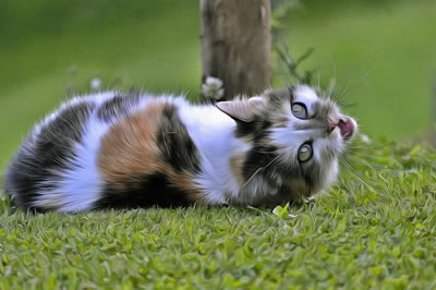 Online jigsaw puzzle - Game 9 - Cat