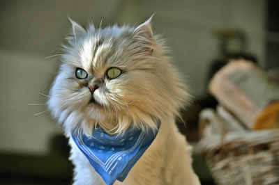 Online jigsaw puzzle - game 4 - cute cat