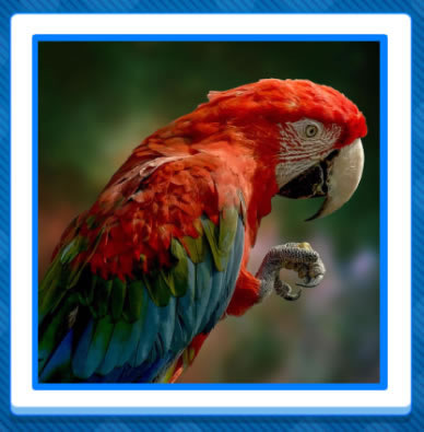 Jigsaw Puzzles - Animals