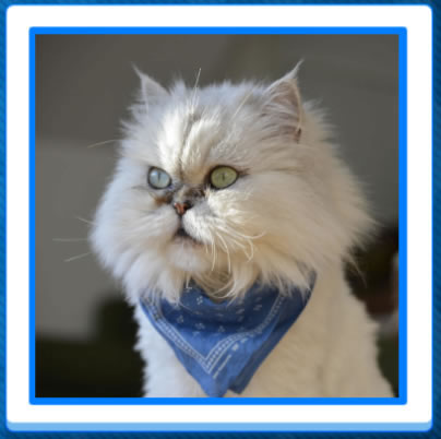 13 More Jigsaw Puzzles of cats