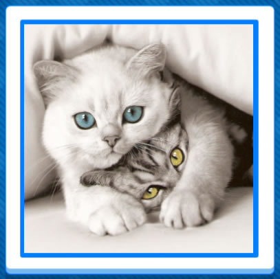 15 Cat Picture Jigsaw Puzzles - cats and kittens