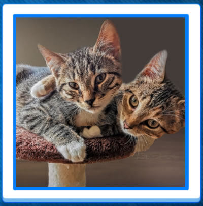 Jigsaw Puzzles of kittens and cats