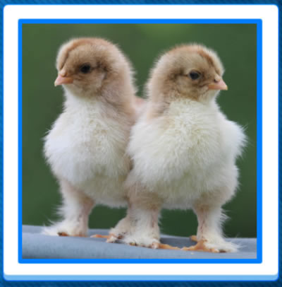 Jigsaw Puzzles of chickens and hens