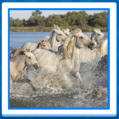 Jigsaw Puzzles of Horses, Nature, Wild Birds and Scenery