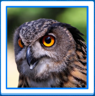 Jigsaw Puzzles of owls