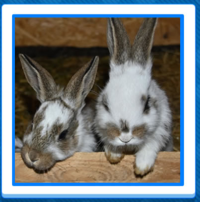 Jigsaw Puzzles of rabbits