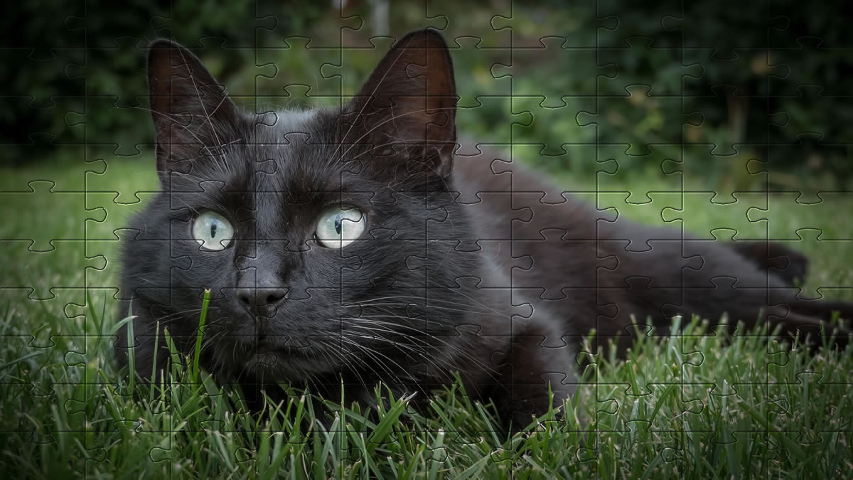 Cat Jigsaw puzzle picture