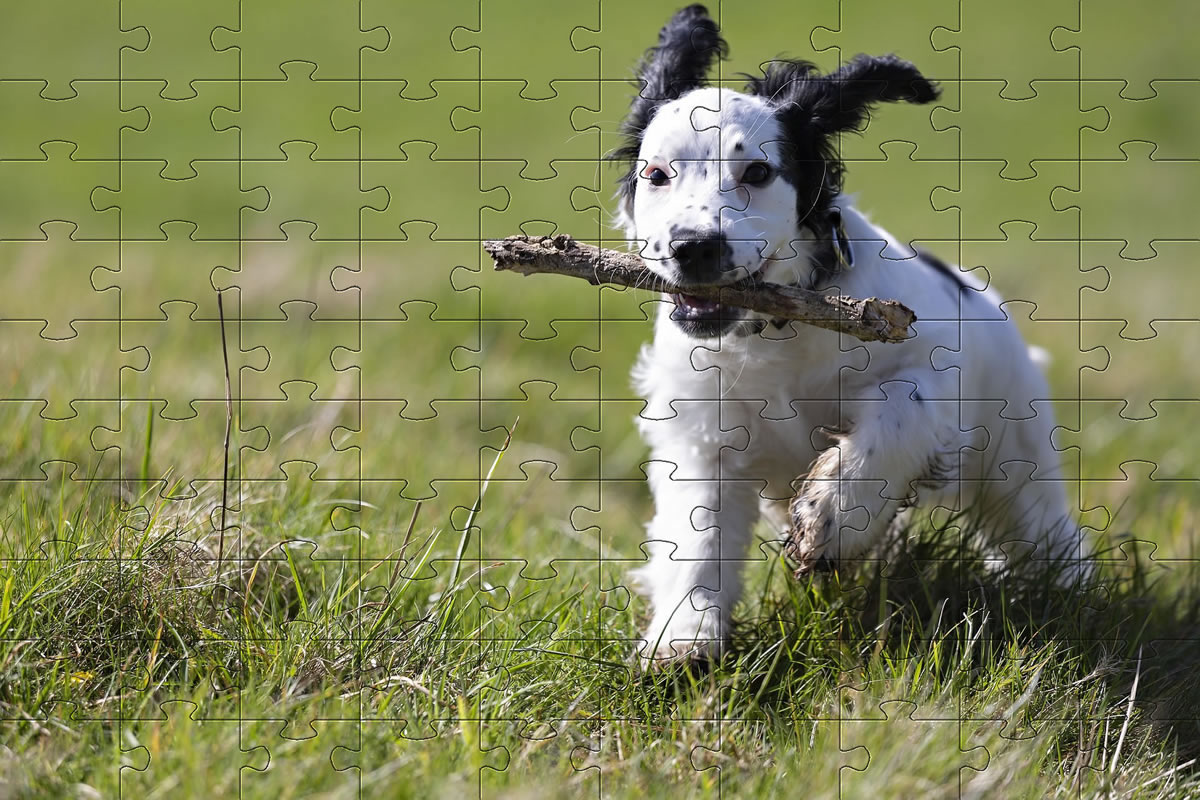 Jigsaw puzzle picture - dog having fun