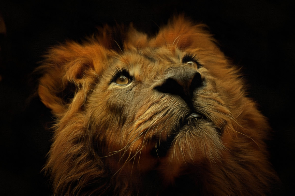 Lion art image