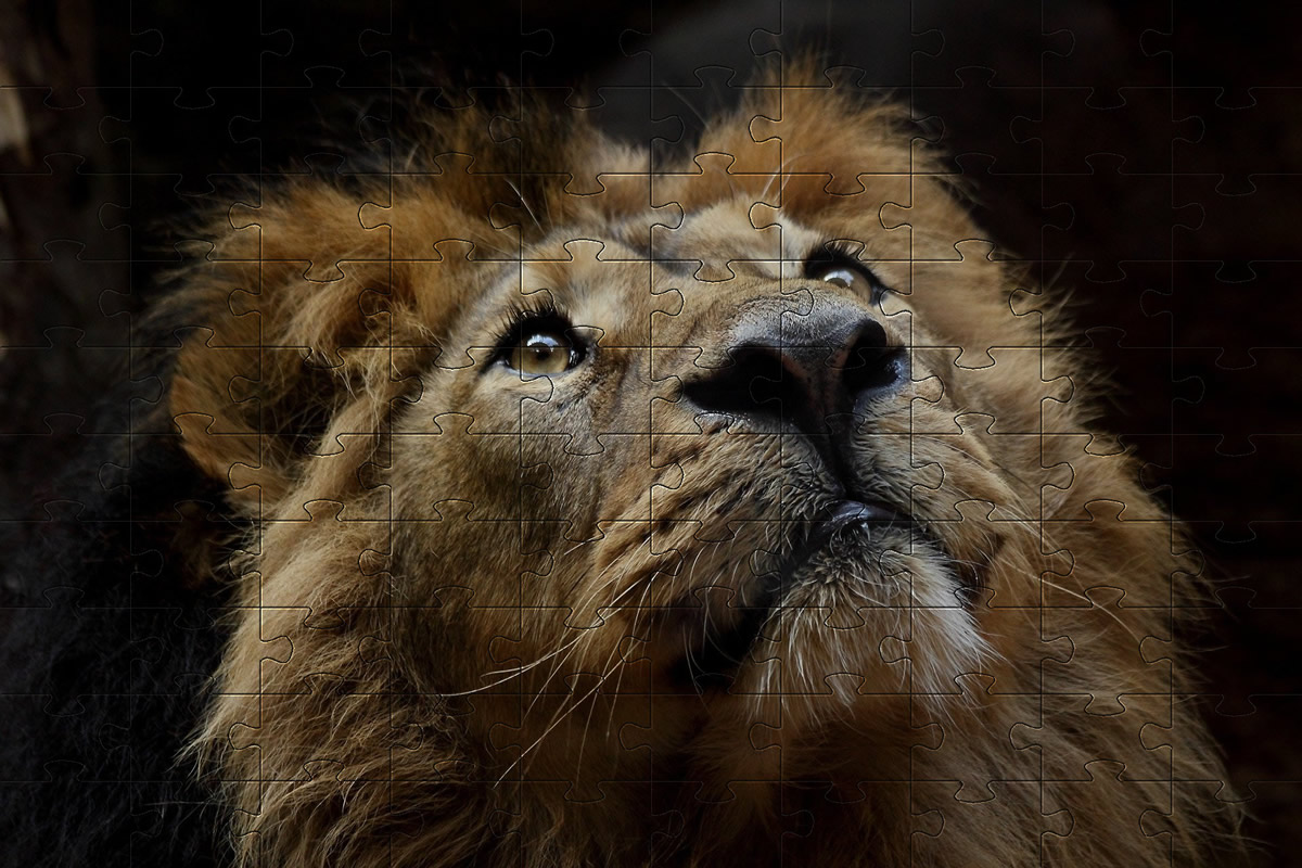 Lion Jigsaw puzzle picture