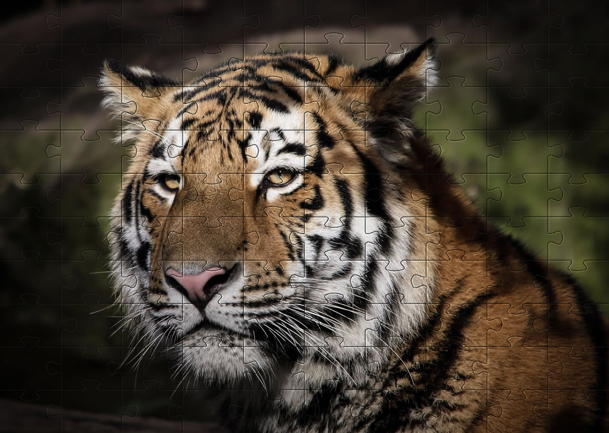 Tiger Jigsaw puzzle picture