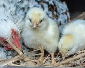 Chicken Jigsaw