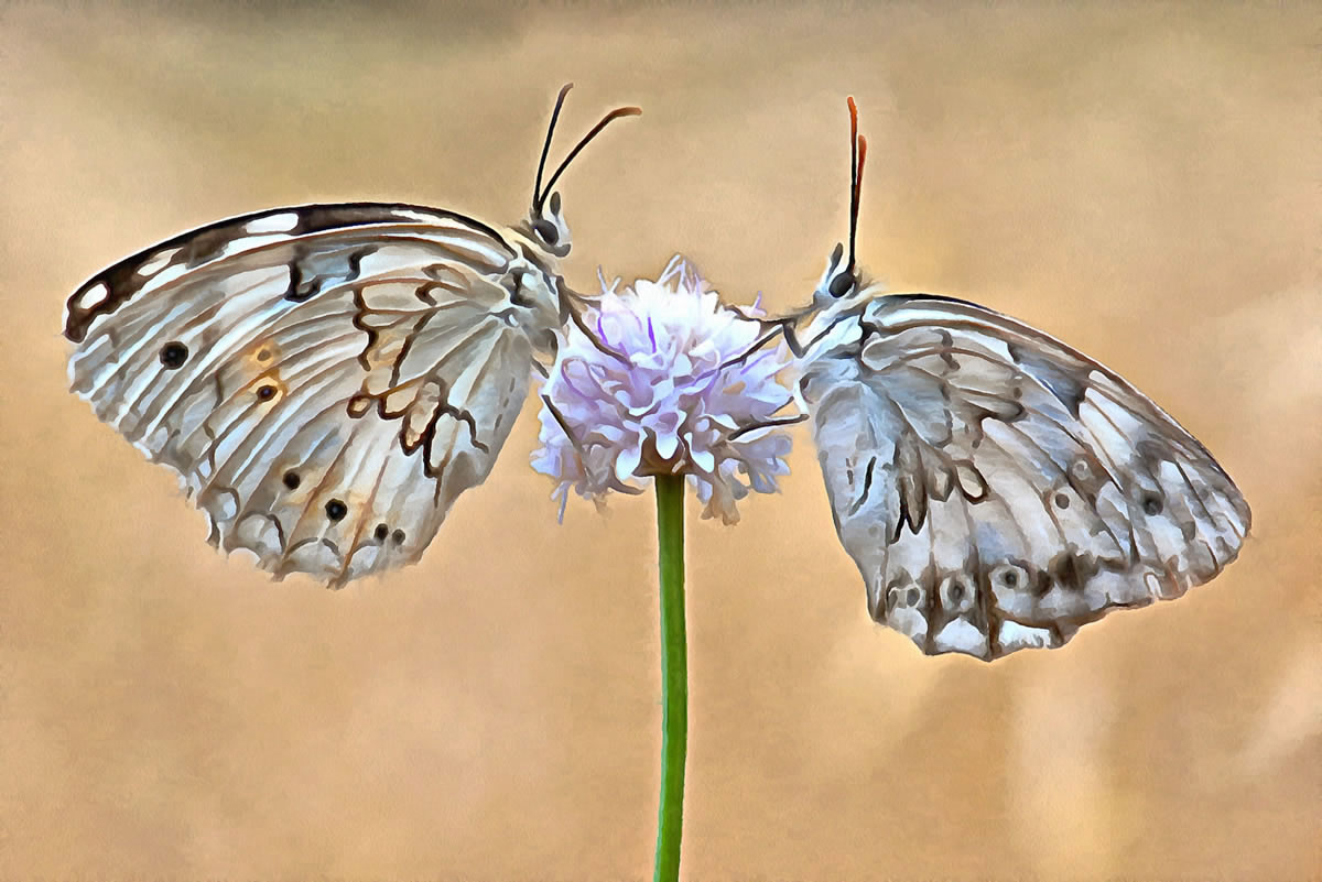 free art picture - Butterflies