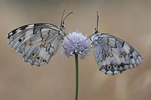 Butterflies on wild flower