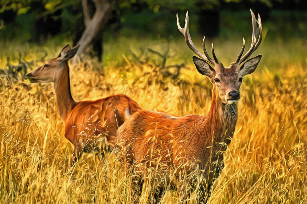 free art picture - Deer