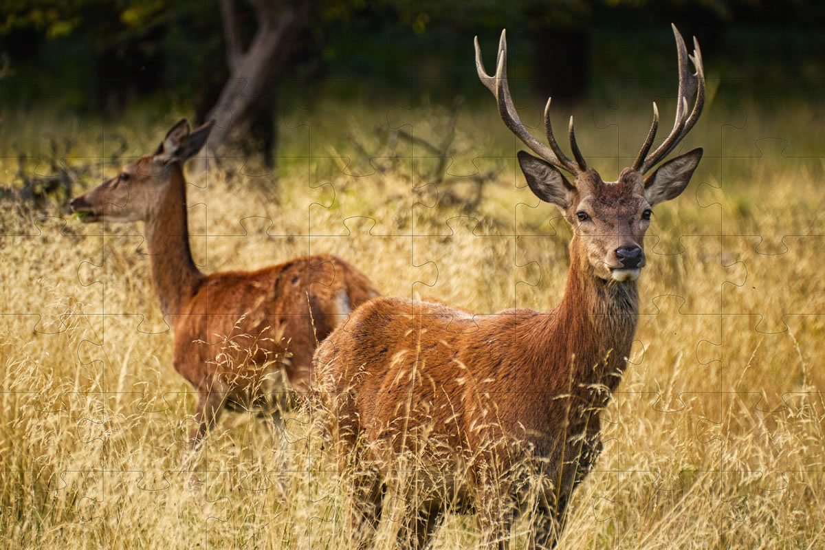 Jigsaw Picture - Deer