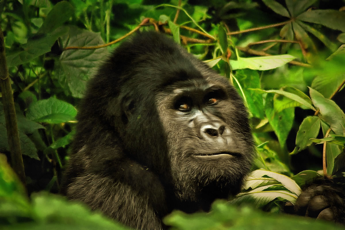 free art picture - Gorilla