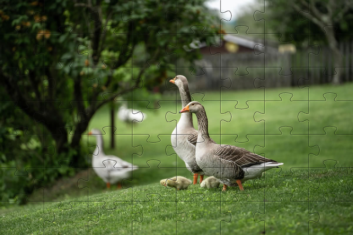 Jigsaw Picture - Greylag Geese