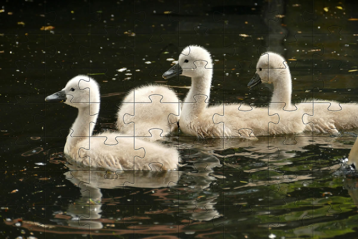 Jigsaw Picture - Young Swans (Cygnets)