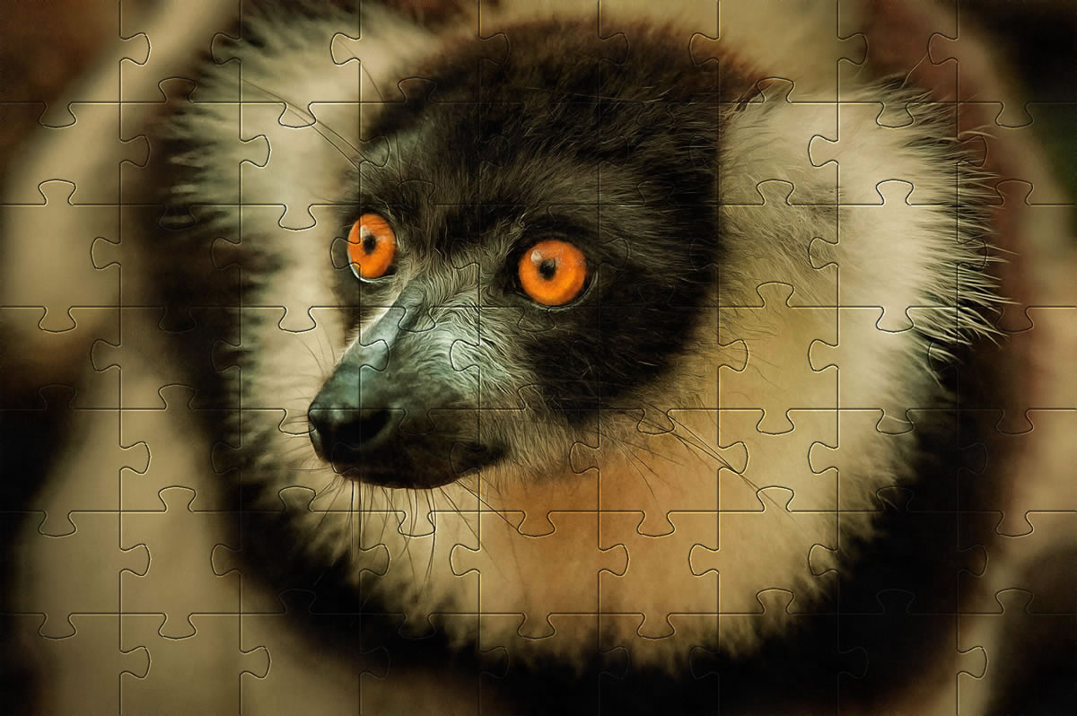 Jigsaw Picture - Lemur
