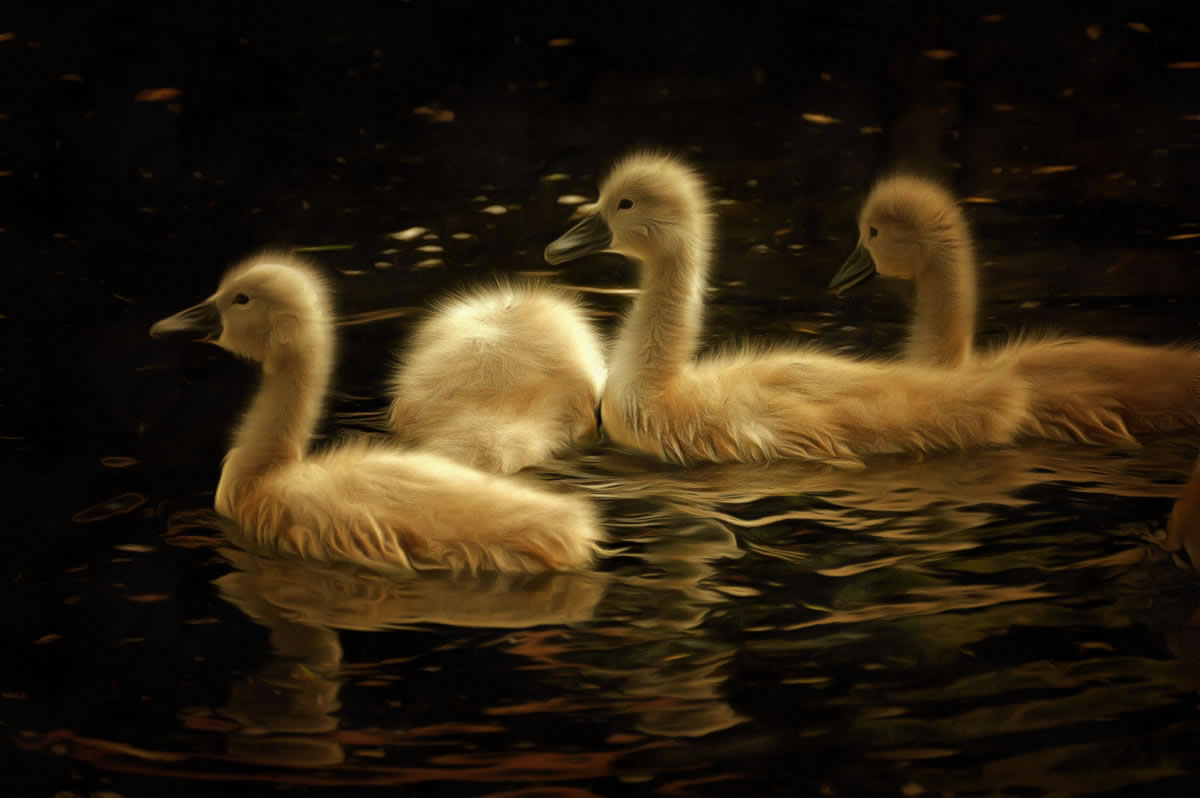 free art picture - young swans