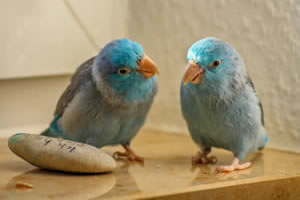 Parrotlets