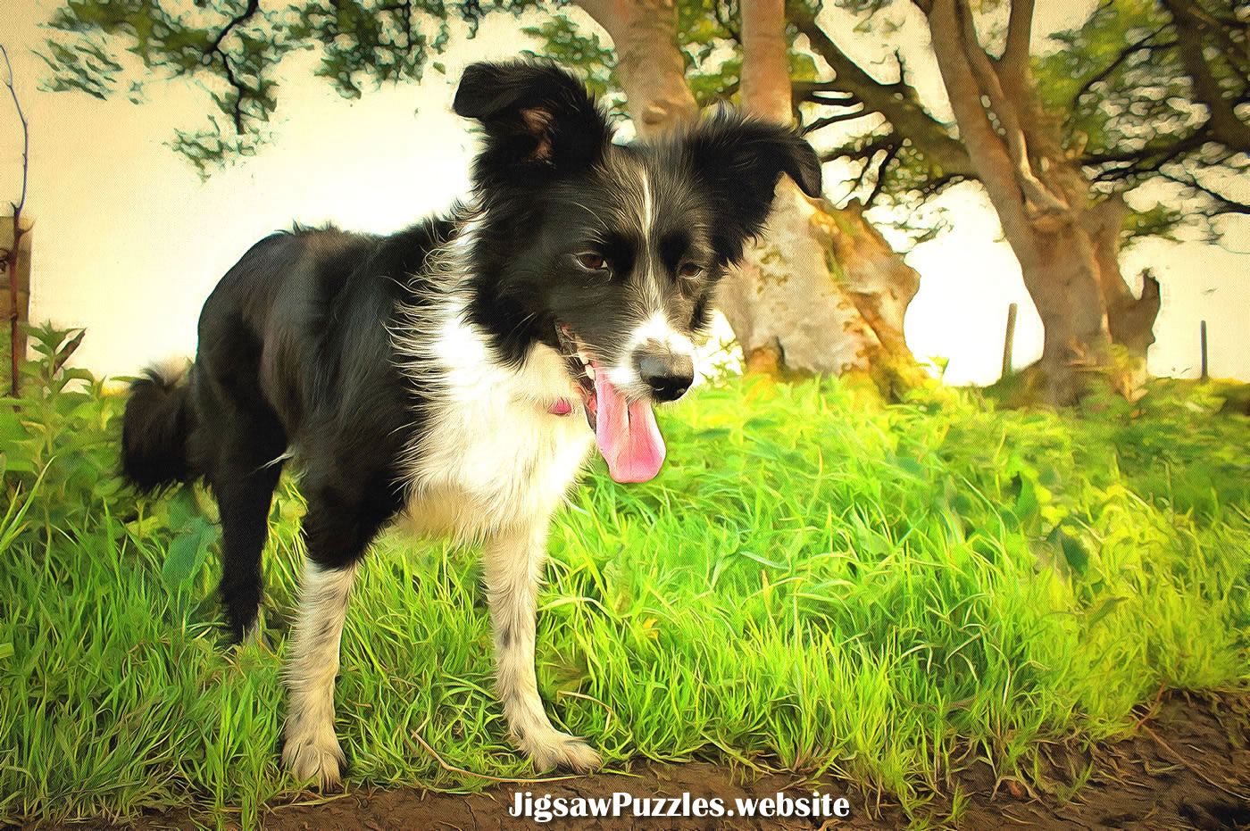 Collie dog called Lucy picture
