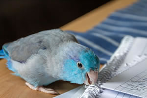 Cute bird in home office