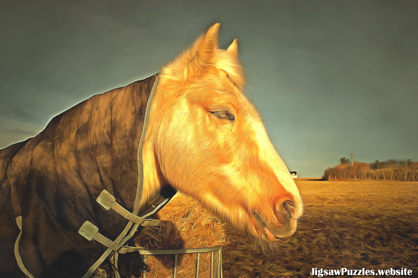 Horse picture