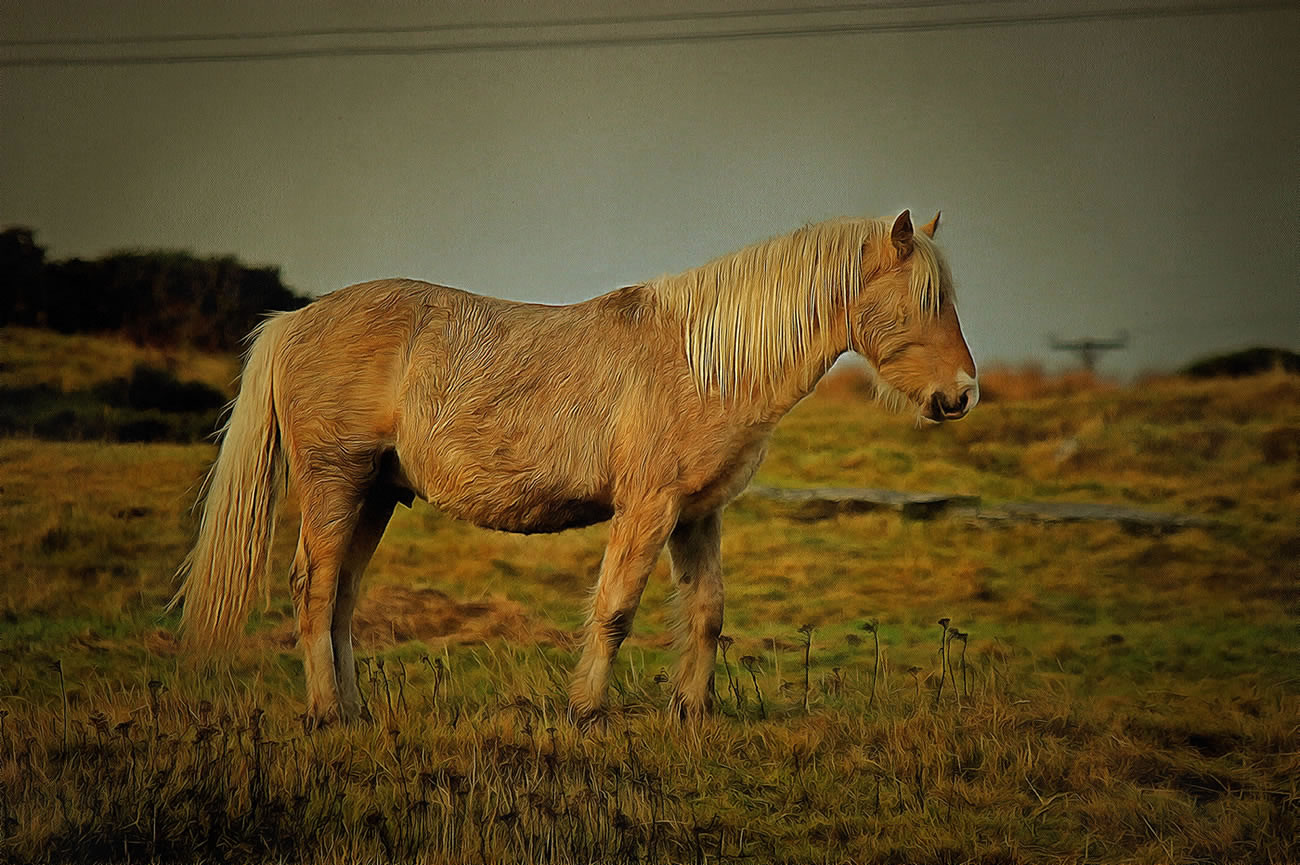 Horses