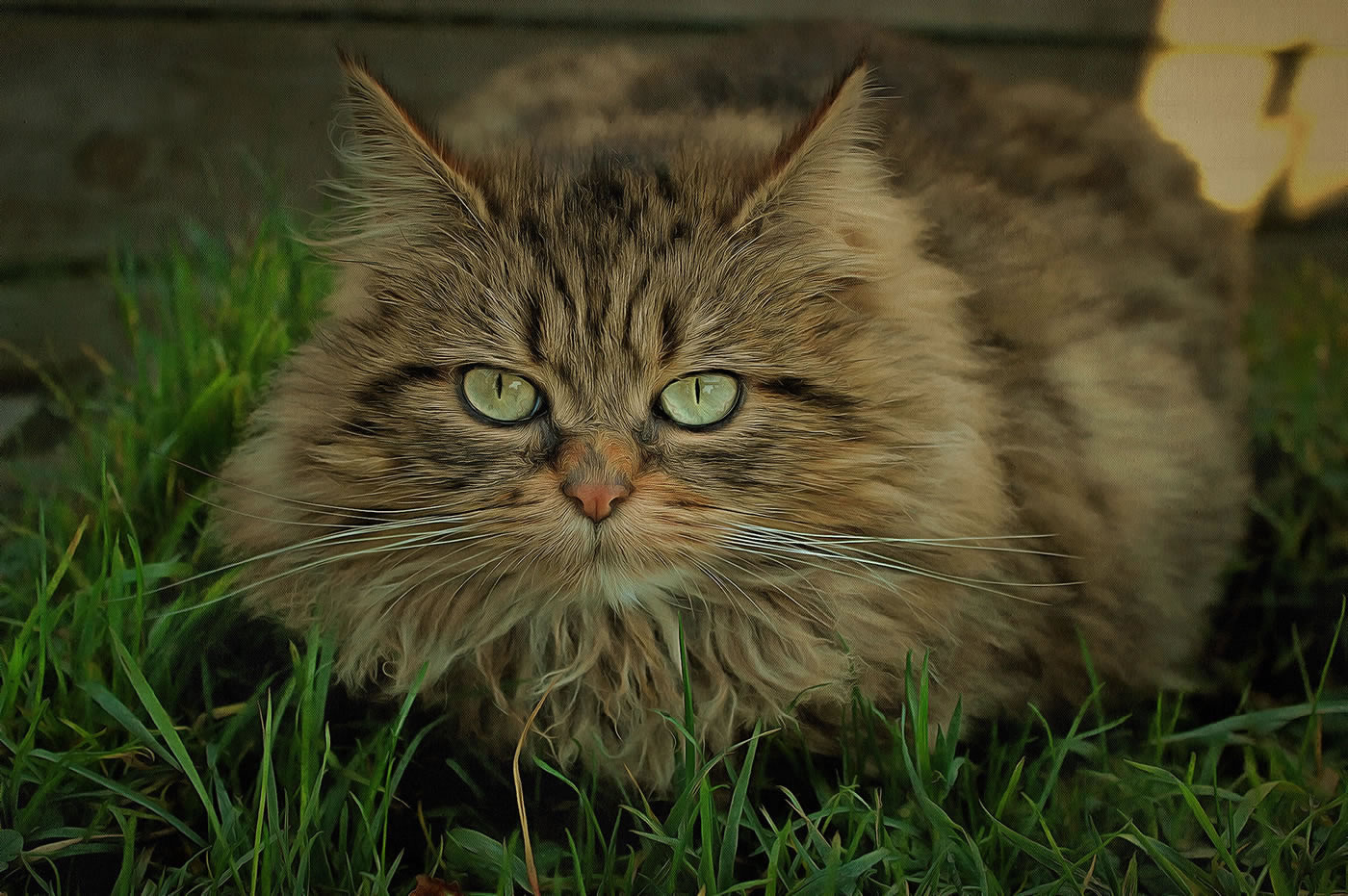 Gorgeous long-haired Cat