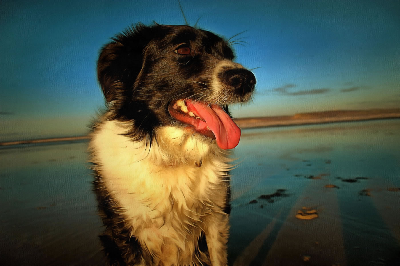 Collie Dog