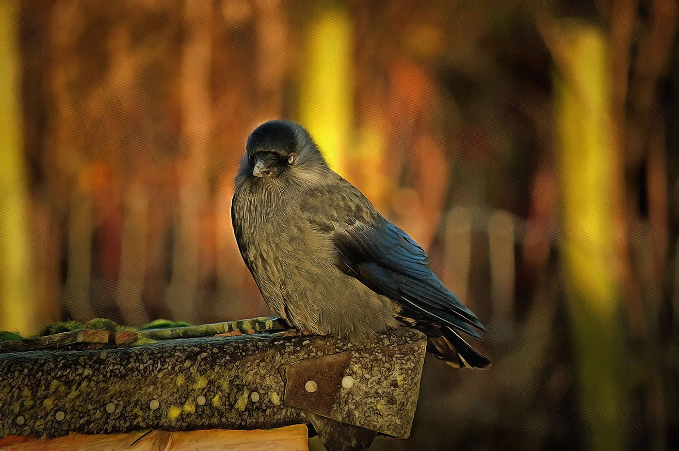 Bird - Jackdaw