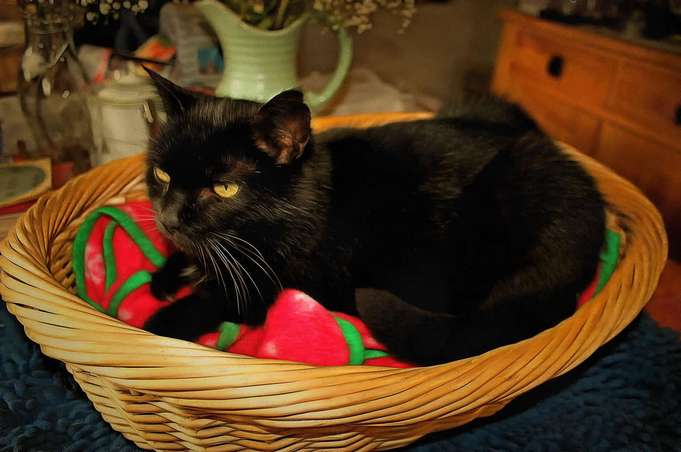 Black cat