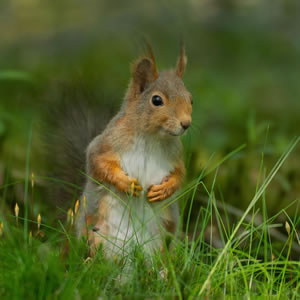 Traditional Jigsaw of a Squirrel