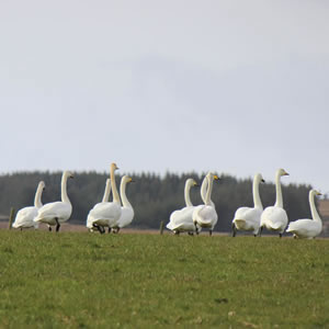 Jigsaw Puzzles - traditional online jigsaw - Swans 3