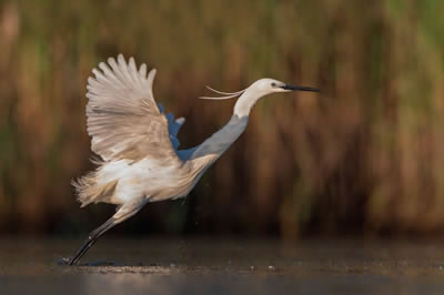 egret - bird jigsaw