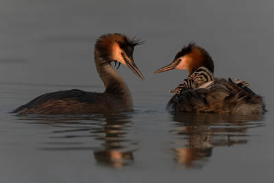 Grebe - Nature Jigsaw