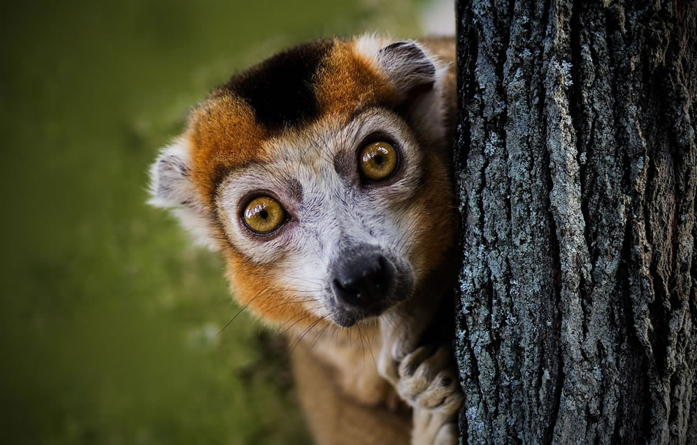 Lemur picture