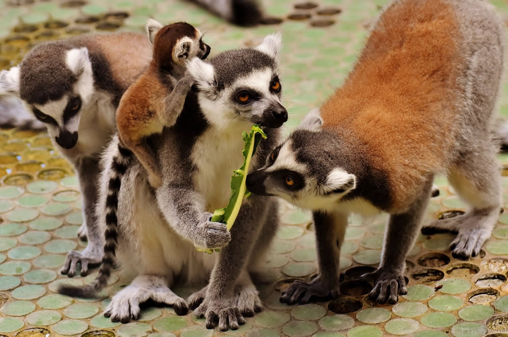 Lemurs with a baby (pup) lemur