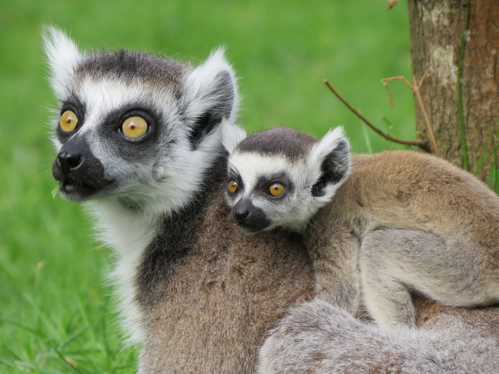 Lemur with young