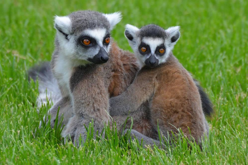 Lemur with baby lemur
