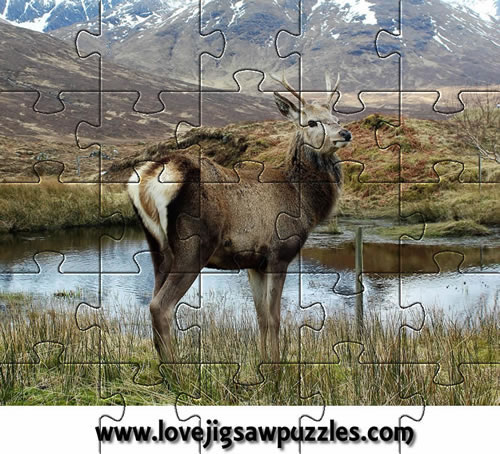 Nature Jigsaws | Wild Deer online jigsaw puzzles