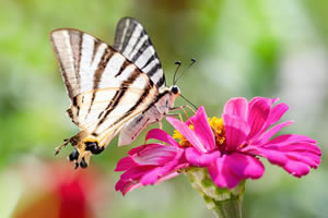 Beautiful Butterfly Jigsaw