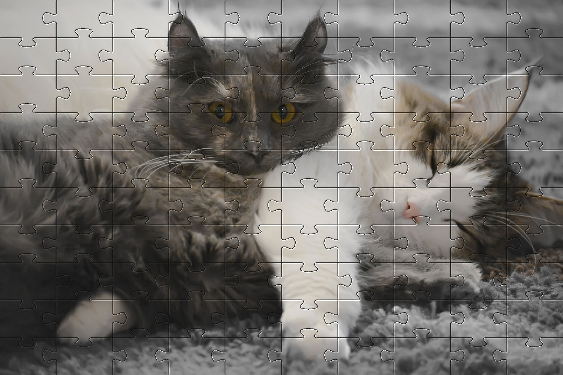 Cute Cats and Kittens jigsaw