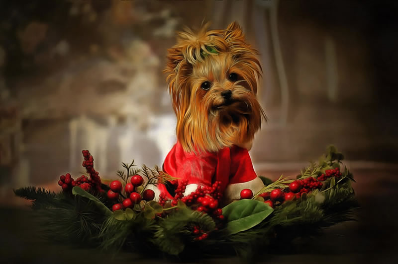Jigsaw puzzles free online jigsaws cute dog picture