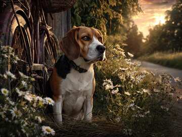 Sweet Beagle by a vintage bicycle in golden light, surrounded by charming wildflowers! - picture 7