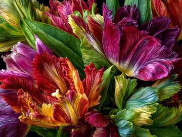 Flowers - Vibrant tulip petals in an abstract, painterly close-up with rich colors and soft gradients. picture 1